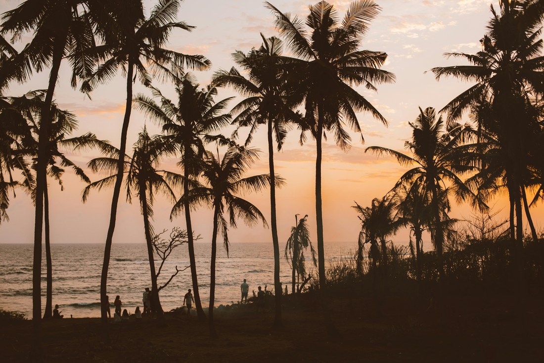 Sunset palm reference image.