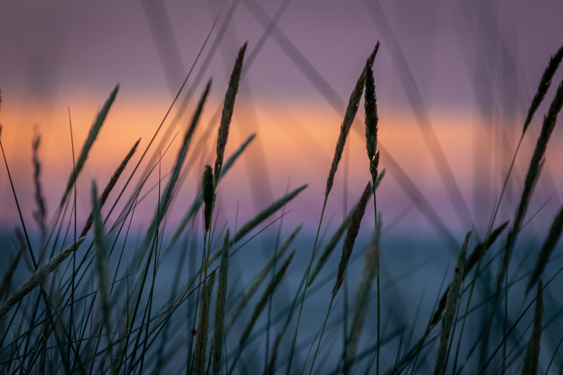 Violet sunset reference image.